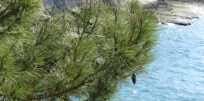 Pinus pinaster o que e